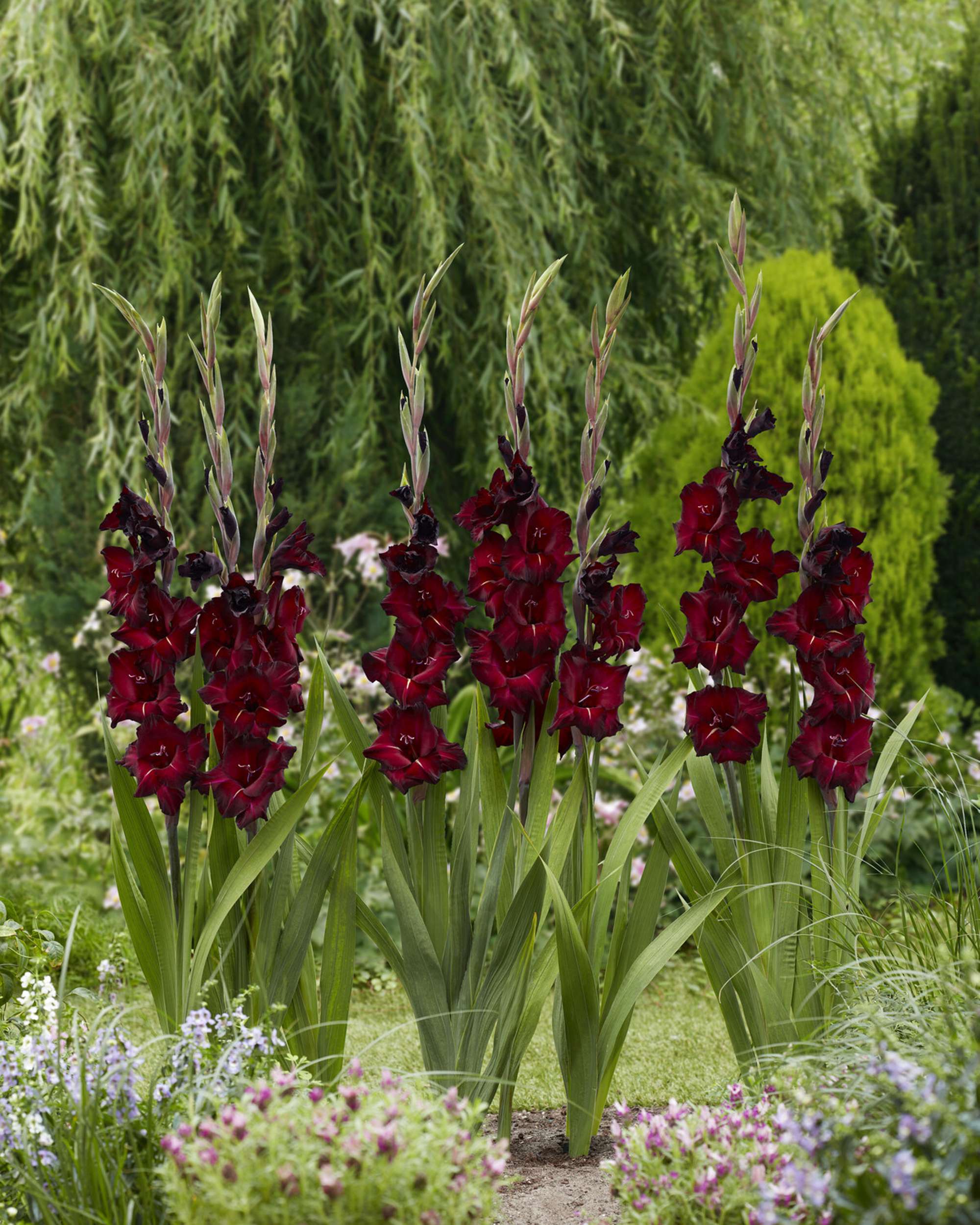 Gladiolus 'Black Surprise®'